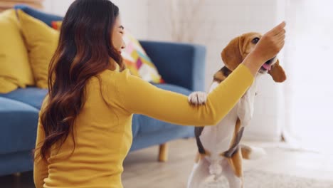 woman playing with her beagle dog