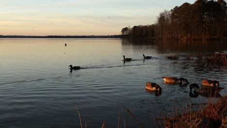 hunters paradise with geese on calm lake as sunlight fades and day ends