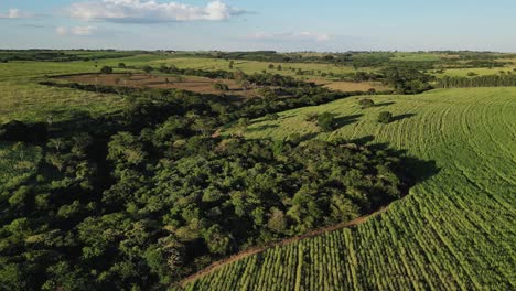 aerial view of sugarcane plantation and lush green landscape