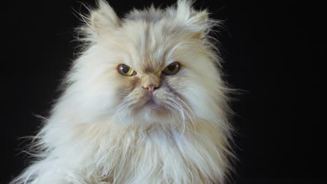 persian cat on a black background. a cat of a peach color sits and looks at the camera, licking and winking at the eye