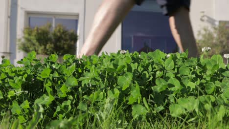 patch of clovers sitting nicely while lawn mower passes by in the distance coming for them, still close-up