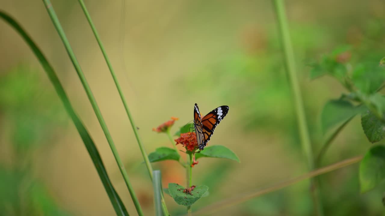 Striped Tiger butterfly with orange, black, and white markings perched on a small orange and yellow flower.
