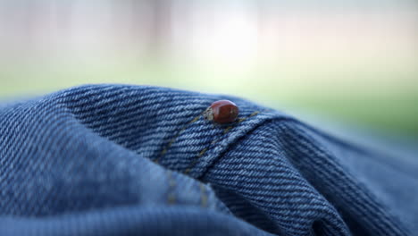 Ladybug-Crawling-On-Denim-Textile.-close-up