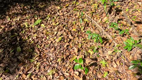 Leaves gently fall onto the forest floor, creating a serene, sun-dappled scene in the Daintree rainforest
