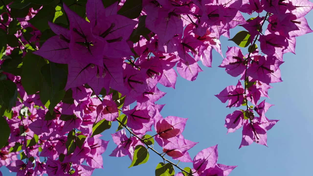 Vibrant pink flowers against a clear blue sky, captured from a low angle