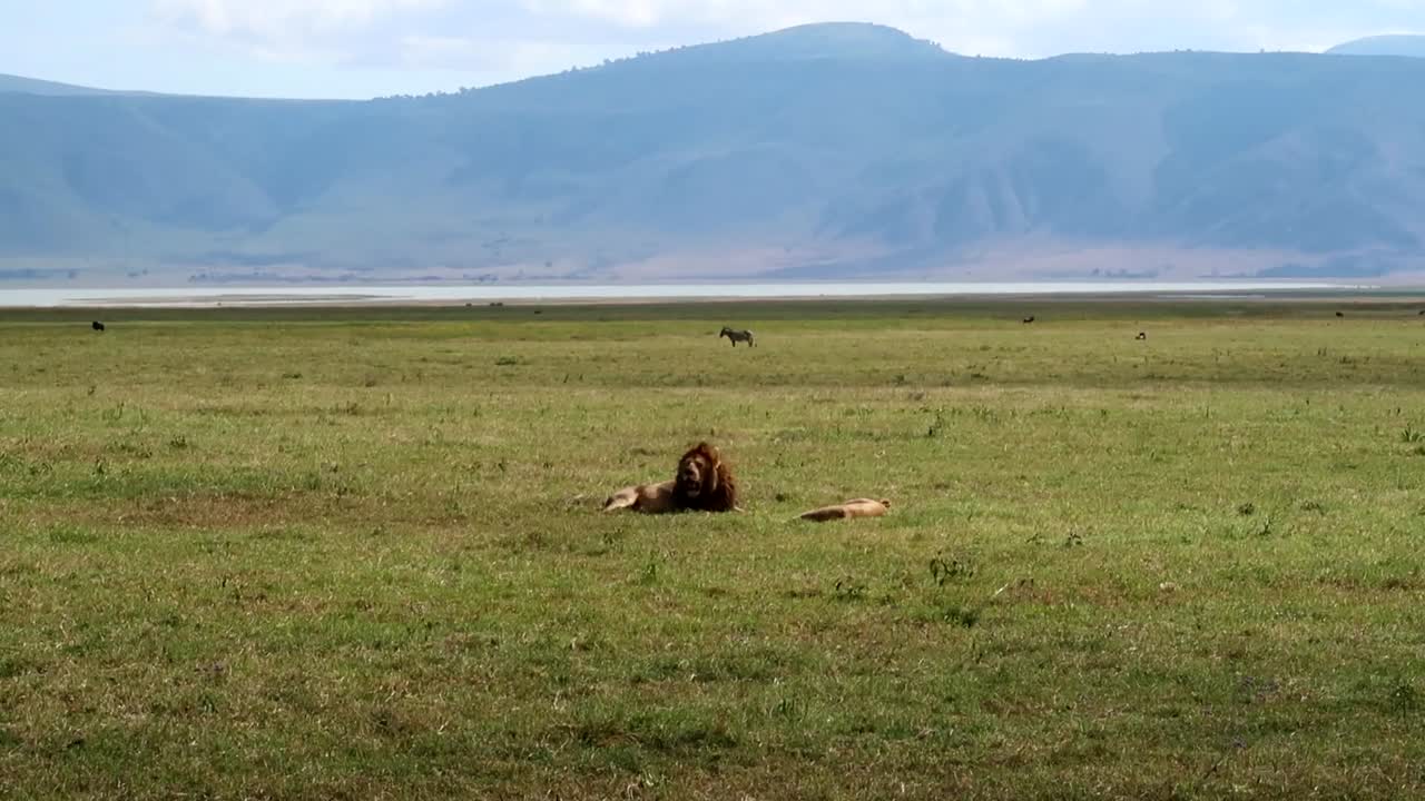 un león y una leona salvajes tumbados después del apareamiento, una cebra a lo lejos