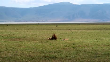 Ein-Löwe-Und-Eine-Löwin-In-Freier-Wildbahn-Legen-Sich-Nach-Der-Paarung-Nieder,-Zebras-In-Der-Ferne