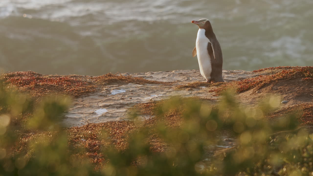 pingüino de un solo ojo amarillo aislado en la costa con olas estrelladas en katiki point, moeraki, nueva zelanda