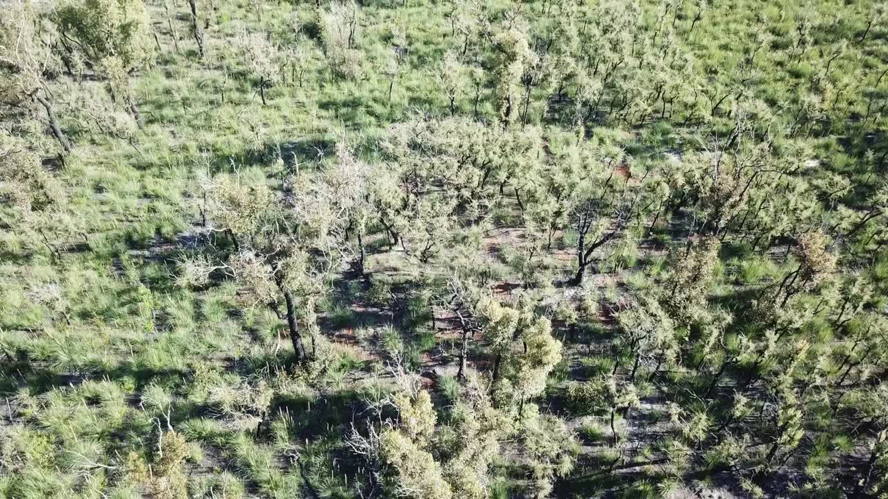 Slow moving aerial view over recovering eucalypt forest and Xanthorrhoea trees one year after wildfire affected the region