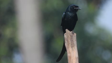 Ojos-De-Drongo-Negro---Esperando-La-Caza