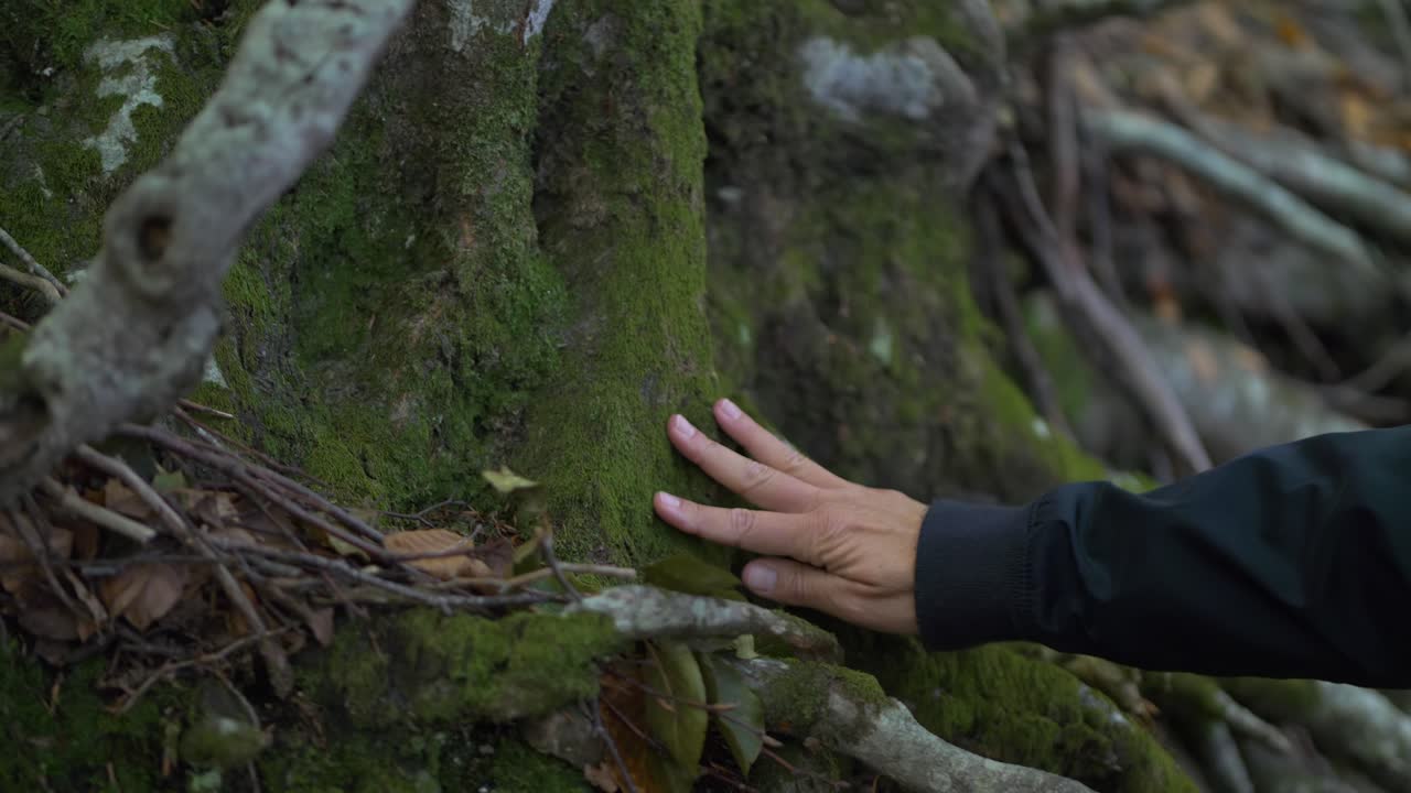 이끼가 있는 나무 껍질을 사랑으로 부드럽게 만지는 손