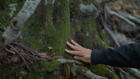 Mano-Tocando-Suavemente-Con-Amor-Una-Corteza-De-árbol-Con-Musgo