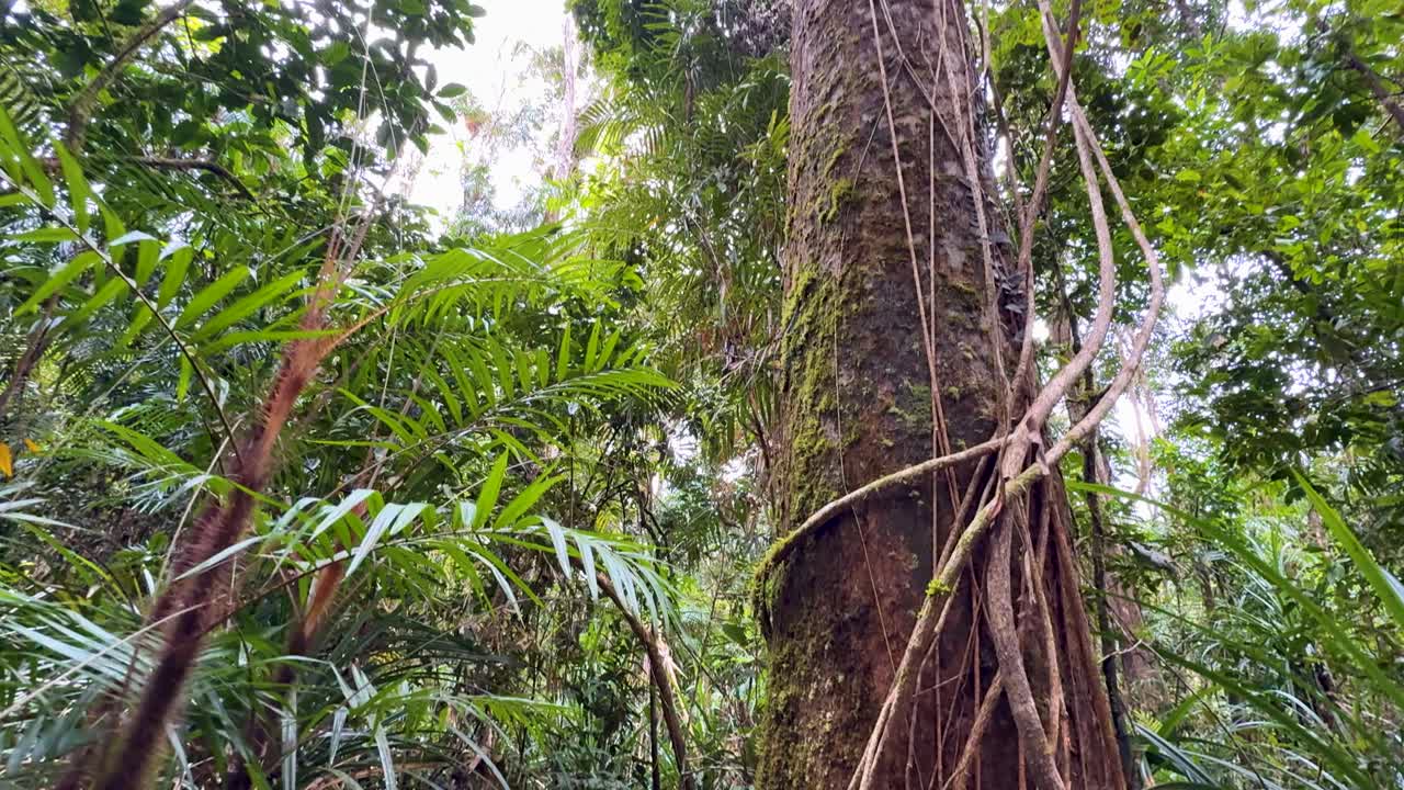 A serene view of rainforest vegetation with climbing vines and dense foliage under natural light in Port Douglas, Australia