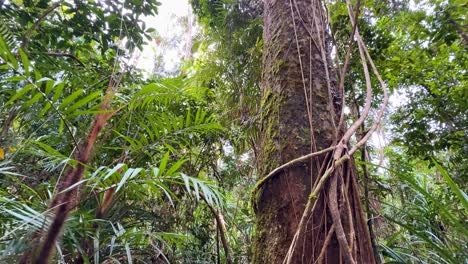 a serene view of rainforest vegetation with climbing vines and dense foliage under natural light in port douglas, australia