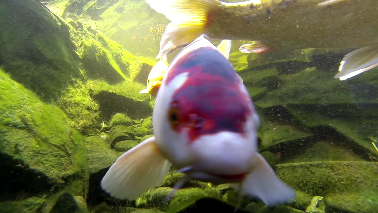 koi y peces dorados nadan bajo el agua en un estanque