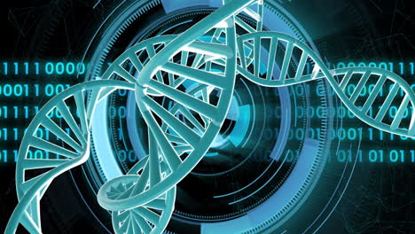 animación de cadenas de adn girando con procesamiento de datos de codificación binaria sobre fondo negro