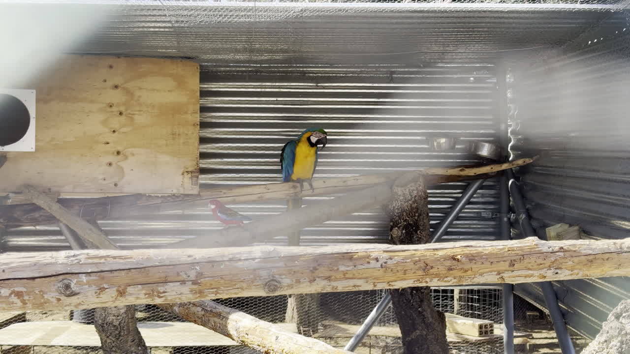 Vibrant blue and yellow macaw with a red parrot on wooden perch inside a metal enclosure