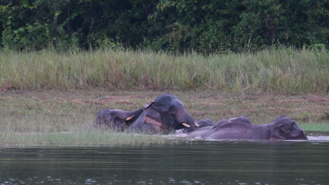 los elefantes asiáticos están en peligro y esta manada se divierte jugando y bañándose en un lago en el parque nacional khao yai
