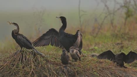 oriental darter with great cormorant and little cormorants drying wings in wetland in morning