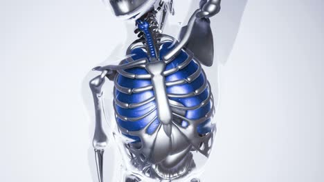 human lungs model with all organs and bones