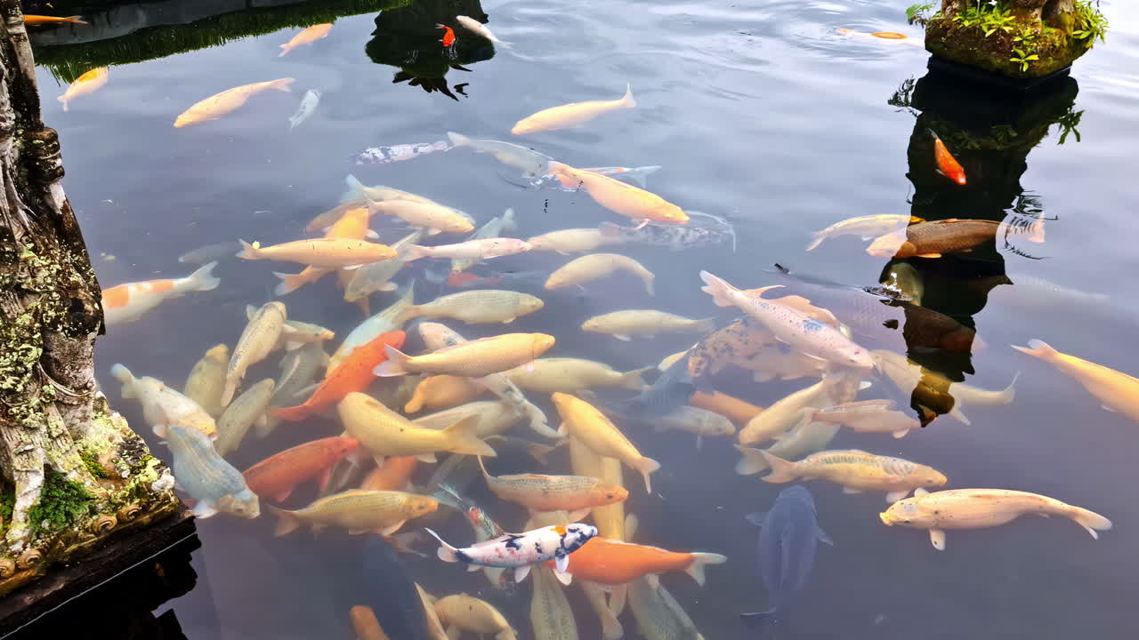 Close-up of koi fish in Tirta Gangga temple pond, Ubud, Bali