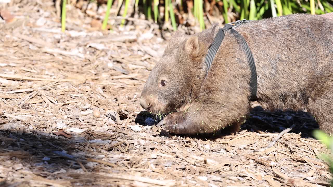 A wombat walking and sniffing around outside