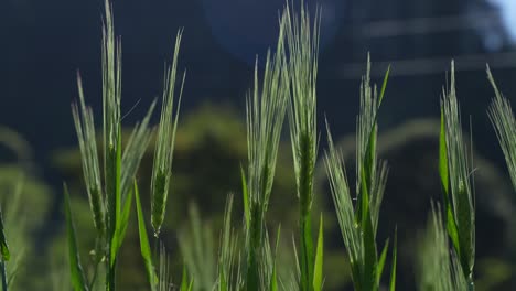 Wheat cultivated in the hilly areas.