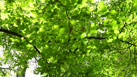 caminar por el sendero del bosque y ver las hojas de los árboles