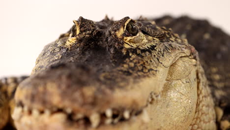 american alligator on white background rising shot of eyes and face