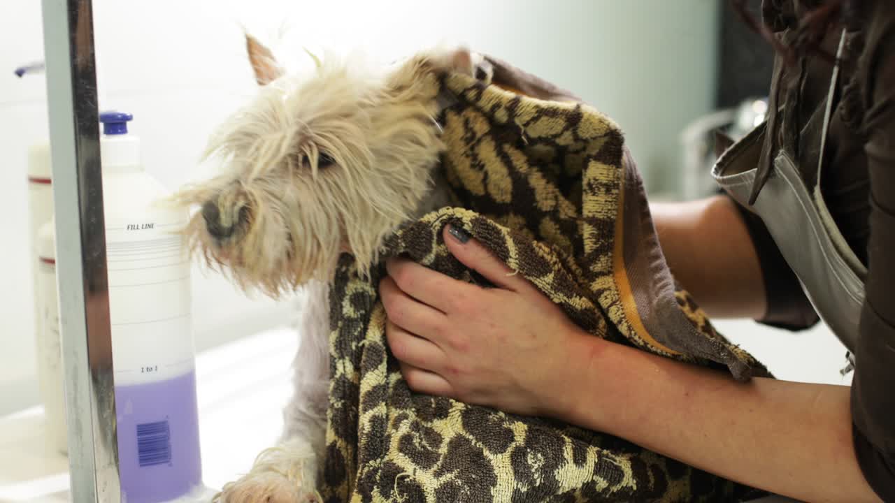 El aseo de los perros