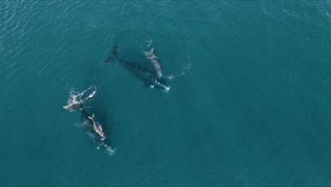 family of whales swimming together in shallow clear sea - aerial top view shot