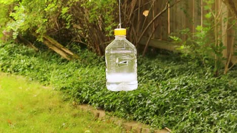 home-made trap catches the male gypsy month to help minimize next year’s infestation