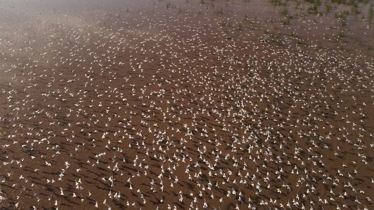vue aérienne cinématographique montrant des millions d'oiseaux blancs survolant un paysage sablonneux en été