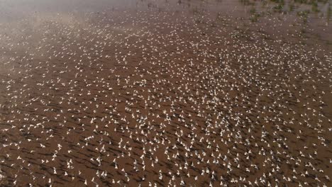 cinematic aerial shot showing million of white birds flying over sandy landscape in summer