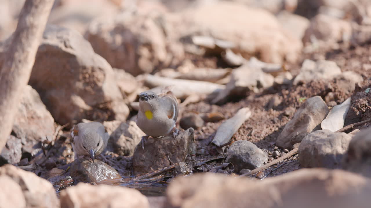 Yellow-throated Sparrow pair drinks from a clear jungle stream during a peaceful morning