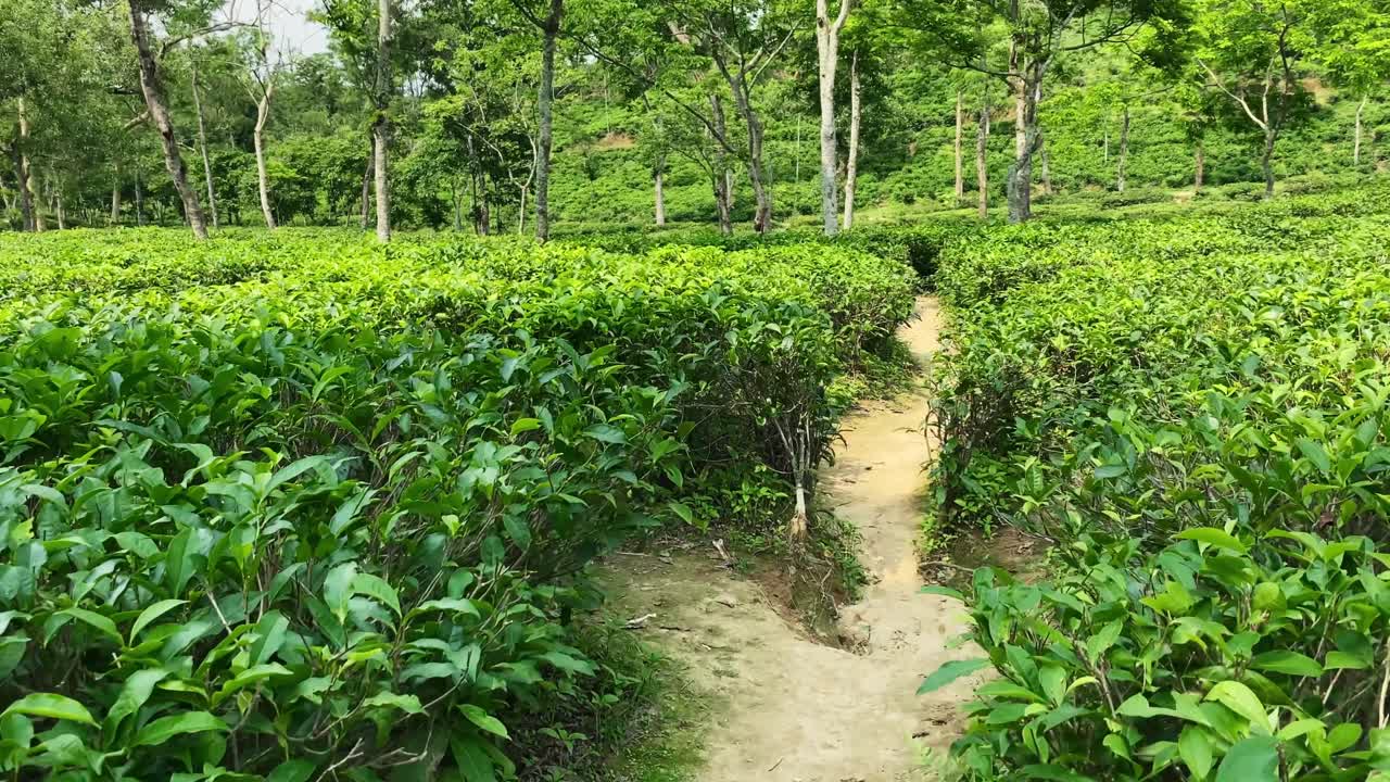 Walking To The Path Through The Tea Garden - Oldest Tea Garden In Sylhet, Bangladesh. - POV shot