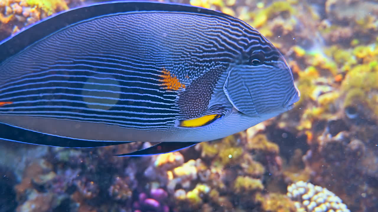 Close up of a Sohal surgeonfish swimming near a coral reef