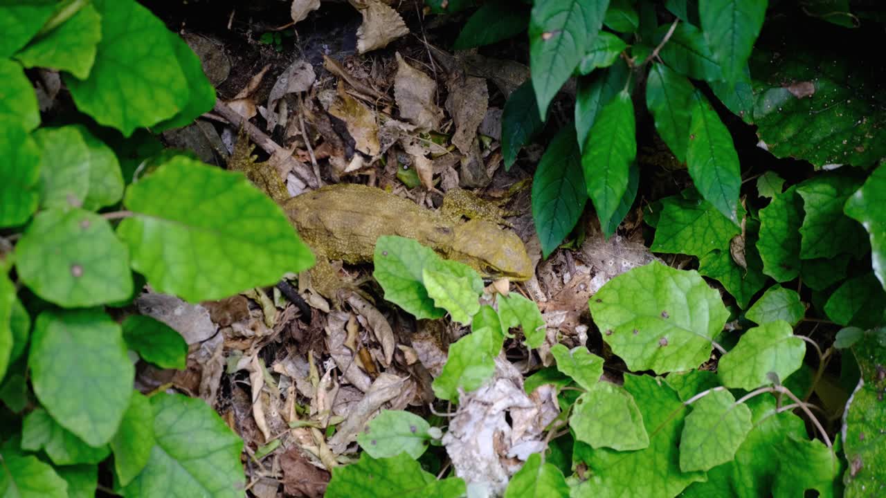 Tuatara camouflaged amongst brown leaves of forest floor in Zealandia, Wellington, New Zealand Aotearoa