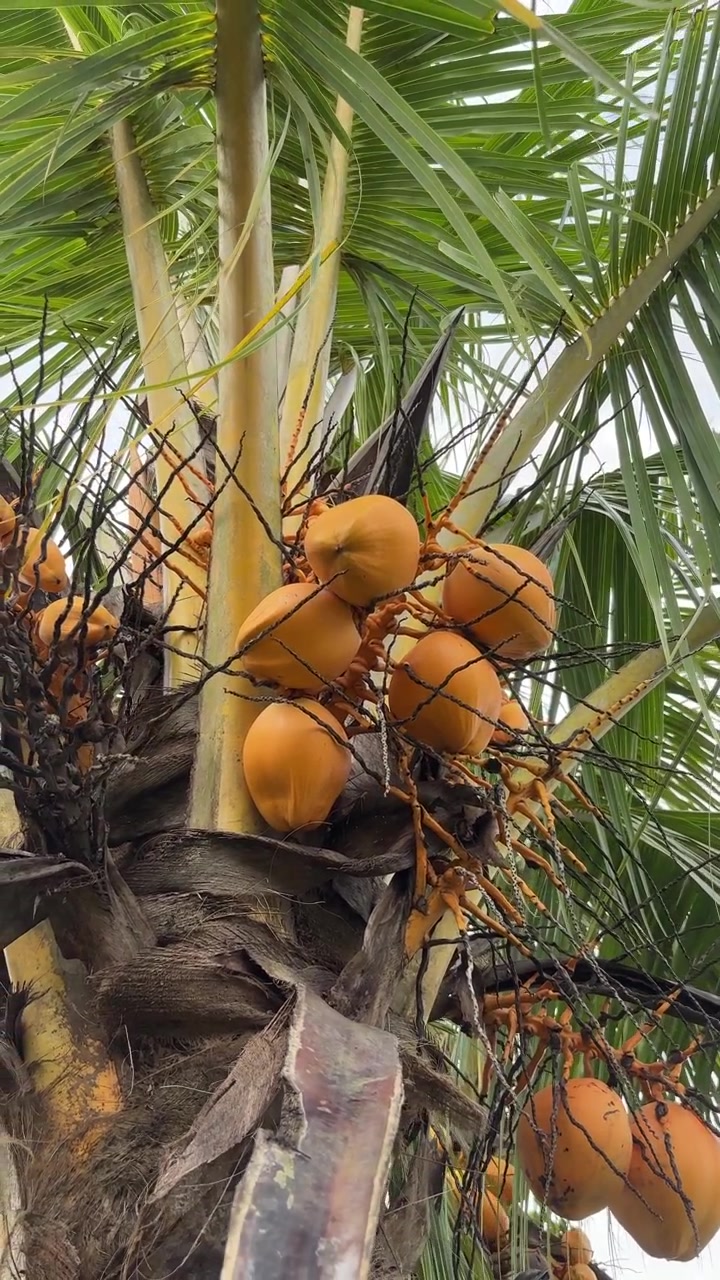 Tropical Palm Tree with Clusters of Yellow Coconuts