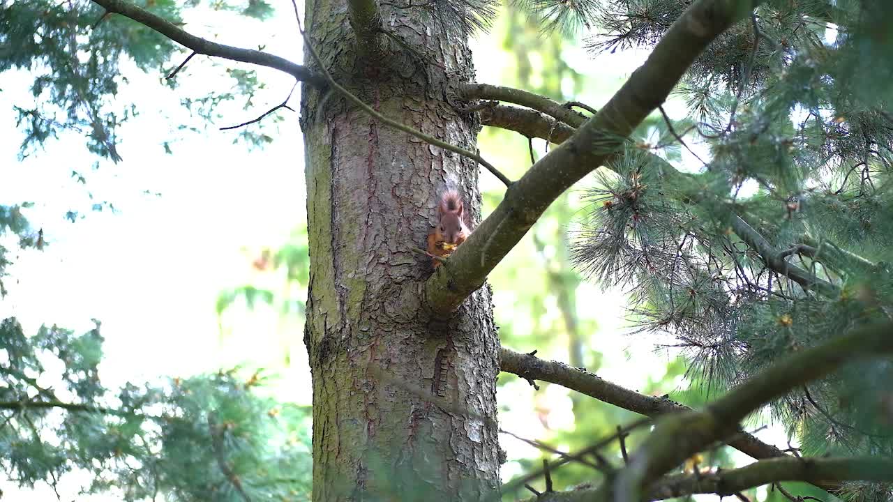 Squirrel sitting in a pine tree and eating