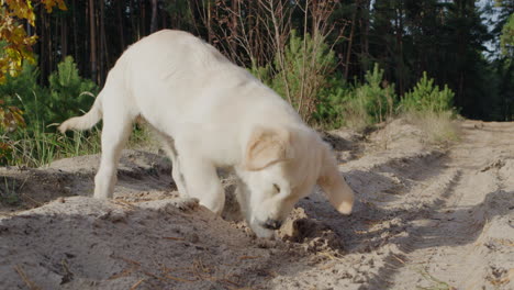 a prospector puppy digs a hole in the sand, a fun walk with a dog in a pine forest