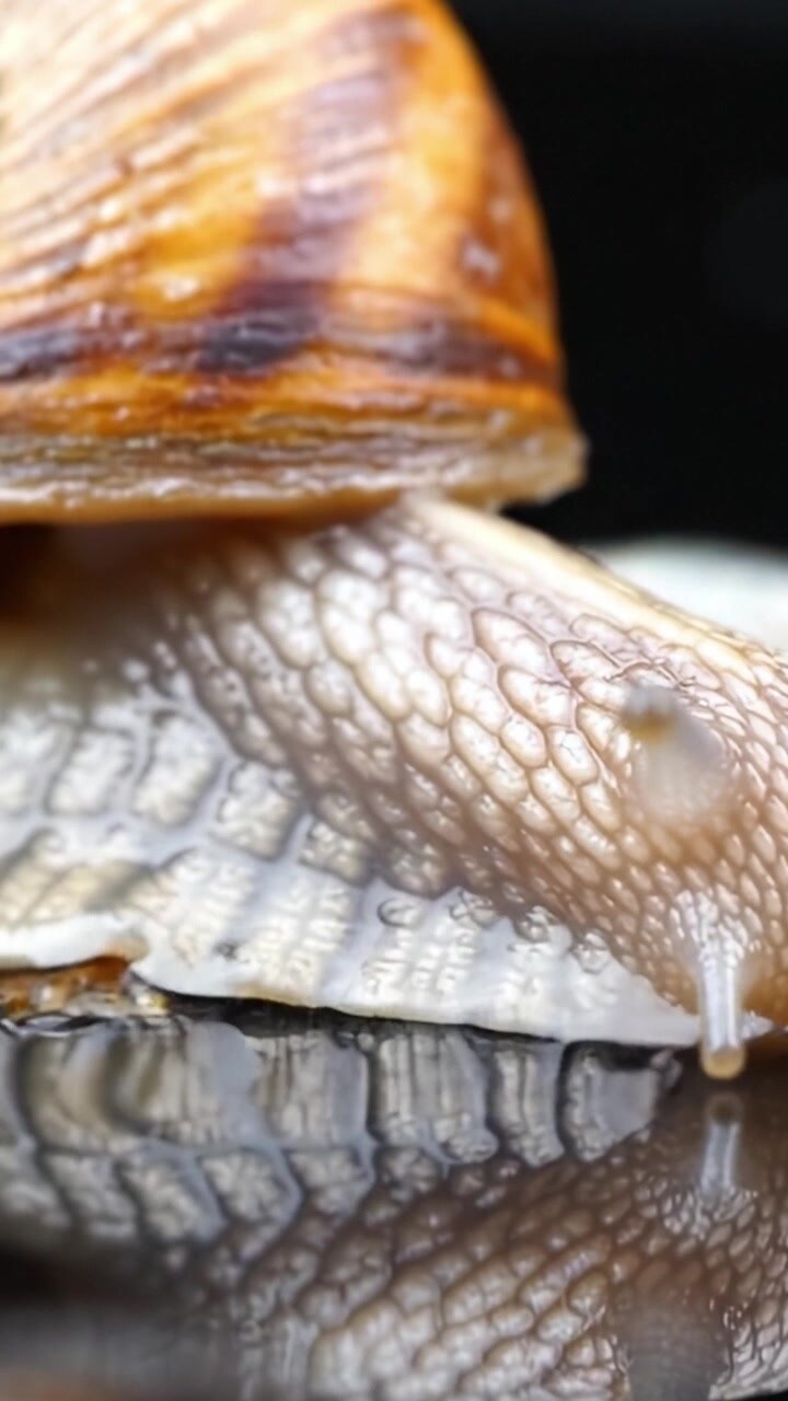 Close-up Exploration of a Snail's Shell and Body, Showcasing Intricate Textures and Patterns in Nature's Design