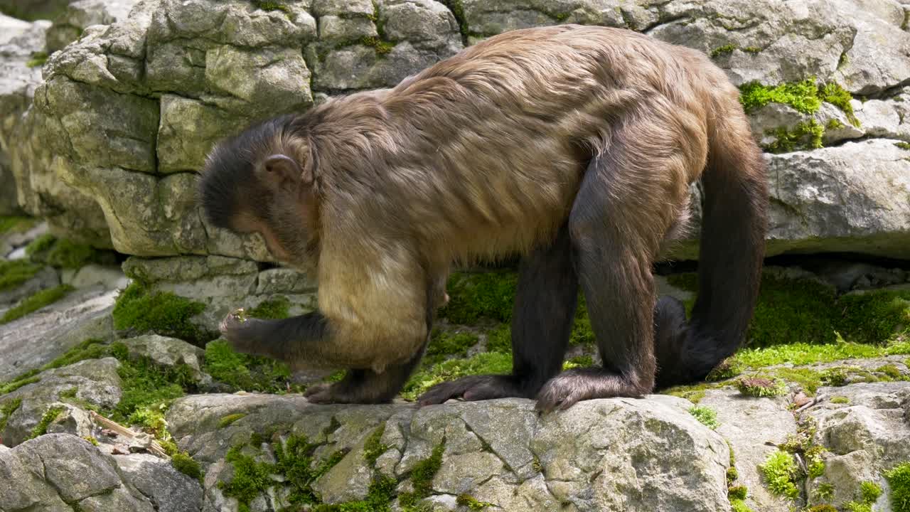 tiro macro de chimpancé mono peludo en rocas en busca de comida durante el día soleado