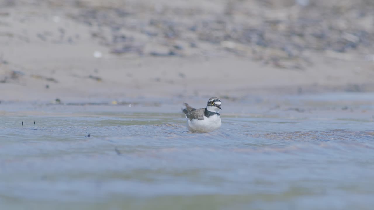 pequeño plover anillado pájaro nadador en la orilla del mar en busca de comida, comiendo, corriendo