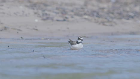 Little-ringed-plover-wader-bird-at-sea-shore-looking-for-food,-eating,-running