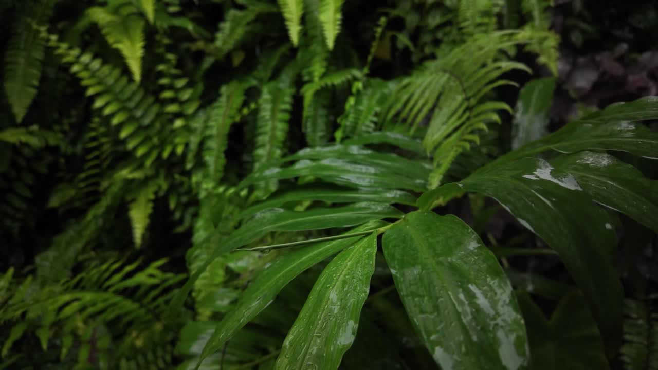 Fern nature green shiny wet humid rainfall jungle tropical exotic plants