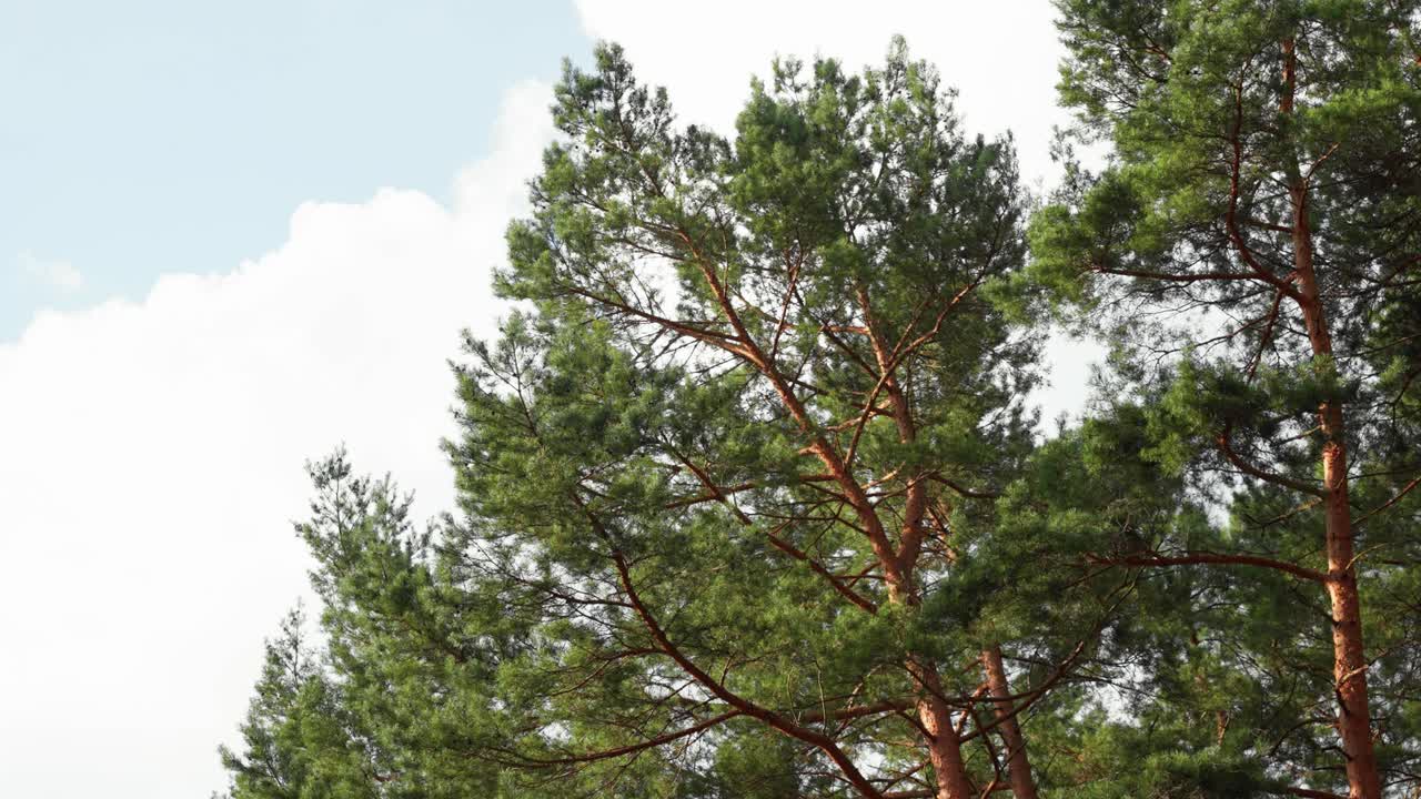 Una tranquilla inquadratura ravvicinata che cattura i vivaci rami verdi di un pino sotto un cielo azzurro terso. La luce del sole illumina gli aghi, creando una scena naturale serena e pacifica.