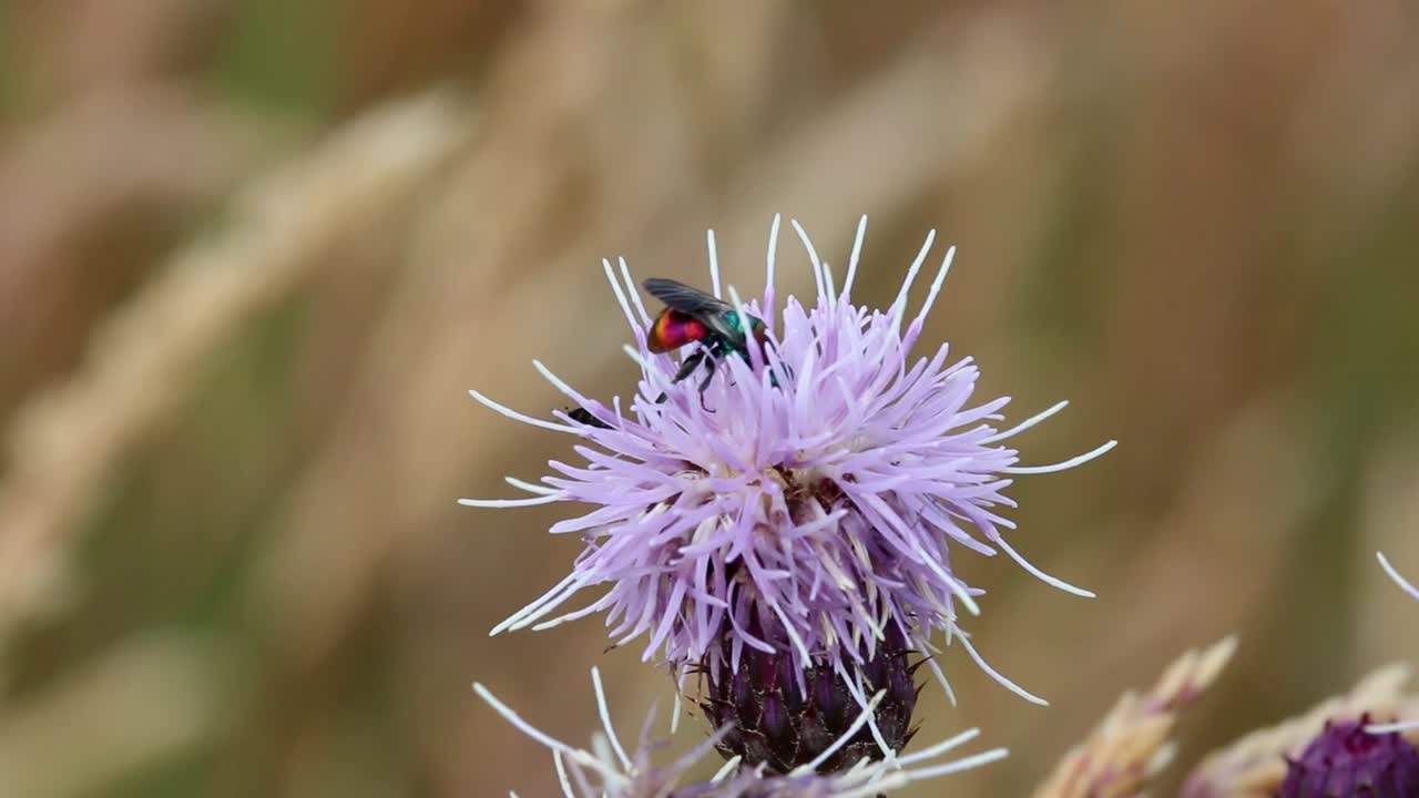 A Ruby-Tailed Wasp on a Thistle flower
