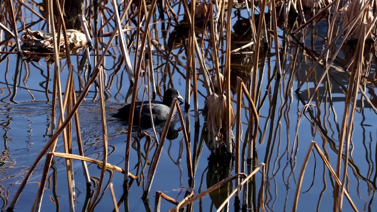 el pato se mueve a través de las cañas en busca de comida.