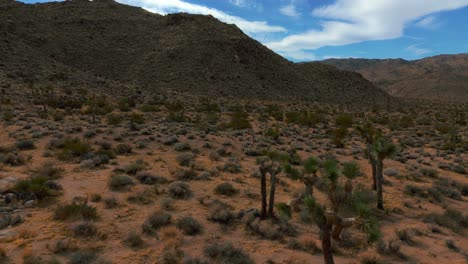 el parque nacional joshua tree en california, ee.uu.